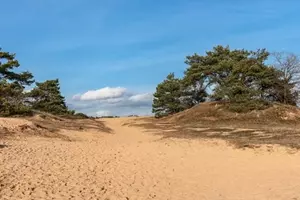 písečná duna vlkov