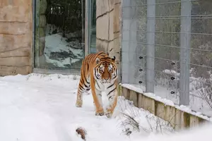 Tygr v zimě